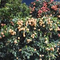 荔枝虽好吃，适量食用更健康✔✔