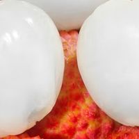 夏日限定！这颗