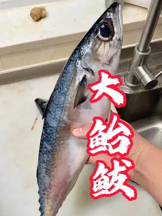 鲐鲅鱼，经济实惠鱼，肚子有寄生虫，容易脱刺，不影响食用。油性高，但是有的人吃了过敏。可以做茄汁鱼、卤鱼等……#鲐鲅鱼 #青占鱼