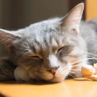 救命！除猫毛神器实测翻车？这款宠物空气净化器竟逆袭登顶！