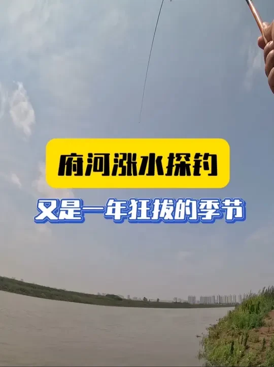 府河涨水狂拔季!你们不要学我光跑鱼,带上最硬的竿出发!#府河 #钓鱼王地狱猫 #鲤鱼钓法 #钓位选择 #户外