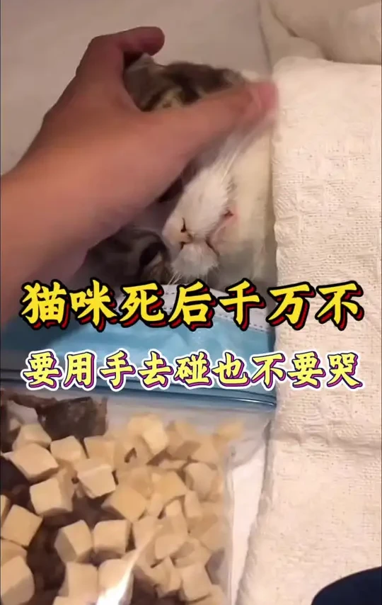 猫咪死后不能用手碰更不能哭#猫咪 #新手养猫#萌宠出道计划#养宠进阶指南