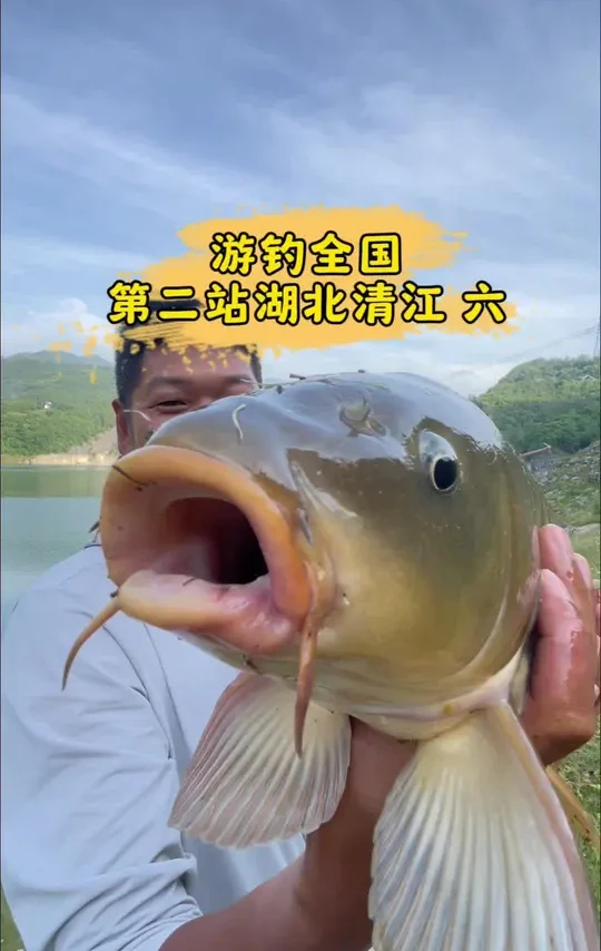 上大鲤鱼了！这样钓大鲤鱼果然有奇效，你也可以试一试。#原来钓鱼才是抖音运动顶流#化氏飞鲨三代