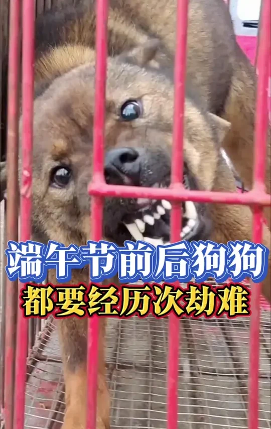 端午节前后狗狗都要经历一次劫难 #新手养狗 #养狗经验分享 #科学养狗 #养狗小知识 #萌宠