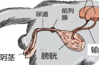公猫家长必看：公猫尿道狭窄易结石，pH异常早发现可避免手术