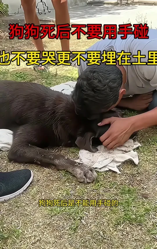 狗狗死后不要用手碰，也不要哭，更不要埋在土里 #新手养狗 #科学养狗 #养狗经验分享 #狗狗 #狗狗驱虫