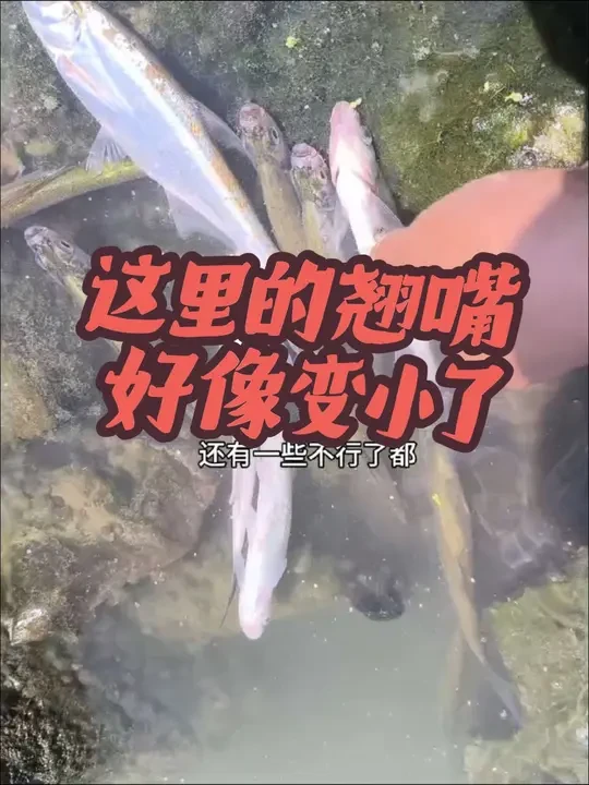 我又出来钓翘嘴了,今天会有个好的收获吗#汉鼎卓越 #汉鼎#汉鼎官方旗舰店 #汉鼎黑哥 #钓鱼热门话题 #钓鱼的乐趣只有钓鱼人懂