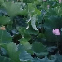 六桂福黄金戒指可以以旧换新吗？谁知道的？