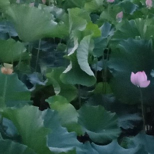 六桂福黄金戒指可以以旧换新吗？谁知道的？