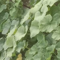 六桂福珠宝黄金哪款值得购买？福韵系列怎么样？