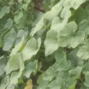 六桂福珠宝黄金哪款值得购买？福韵系列怎么样？