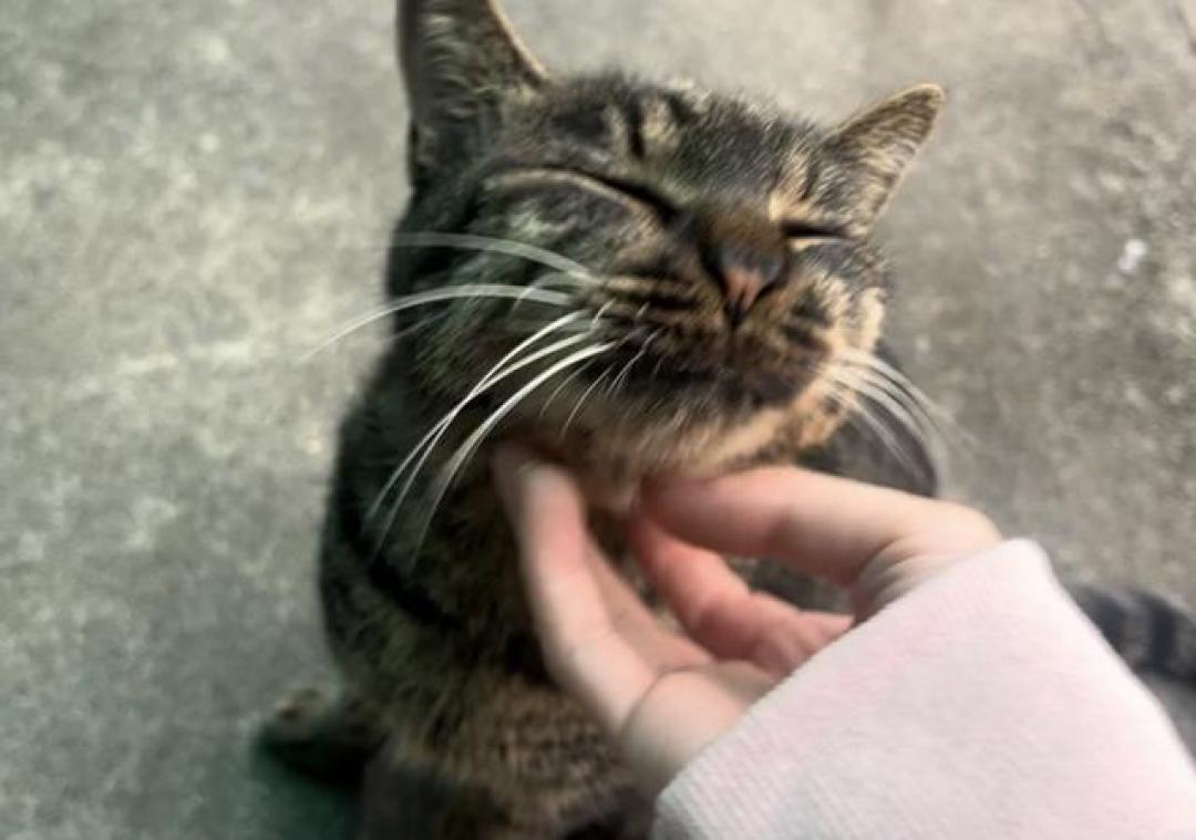 流浪猫愿被收养?看懂5个信任信号和避坑指南