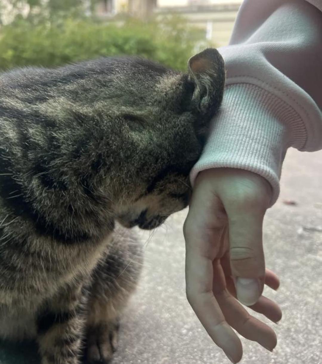 流浪猫愿被收养?看懂5个信任信号和避坑指南