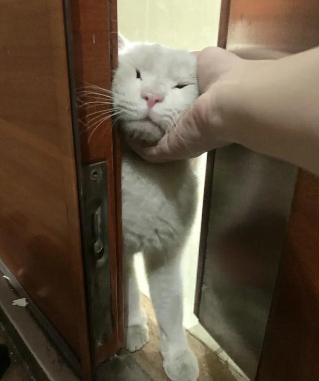 流浪猫愿被收养?看懂5个信任信号和避坑指南