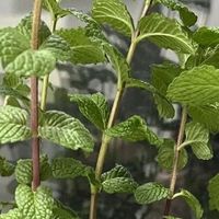 卫生间异味重？放一盆它，不用喷香水，空气自然清新！