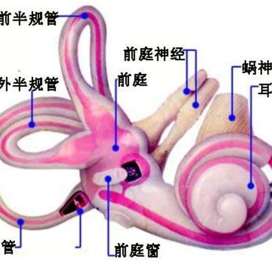 耳朵的“隐藏技能”：听觉之外，它还掌控着你的平衡感