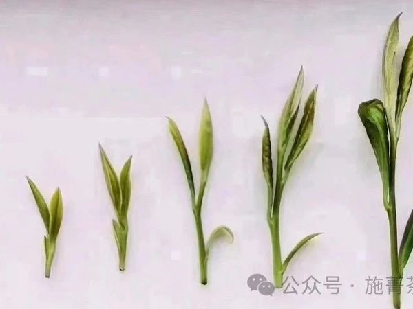 别盲目！福鼎白茶选购指南：白毫银针、白牡丹、寿眉怎么选更适合你