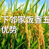 介绍一下邻家饭香五常大米的营养优势