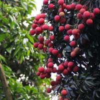 全球化舌尖迁徙：荔枝为何难成欧美日常，茭白莲藕如何解码东方味蕾密码？