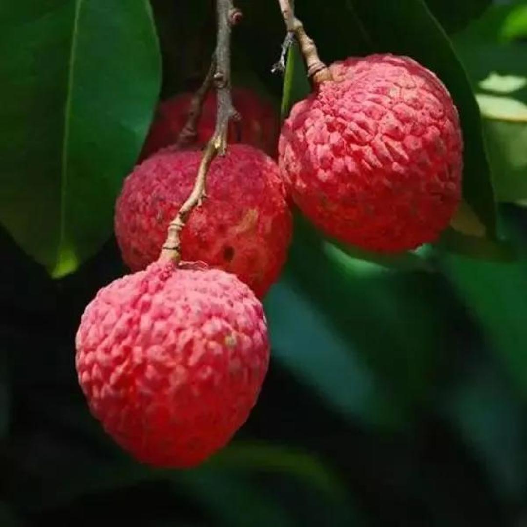 全球化舌尖迁徙：荔枝为何难成欧美日常，茭白莲藕如何解码东方味蕾密码？