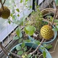 男子晒“盆栽榴莲挂果了”，网友却炸锅了：糊弄鬼呢，诈骗果~