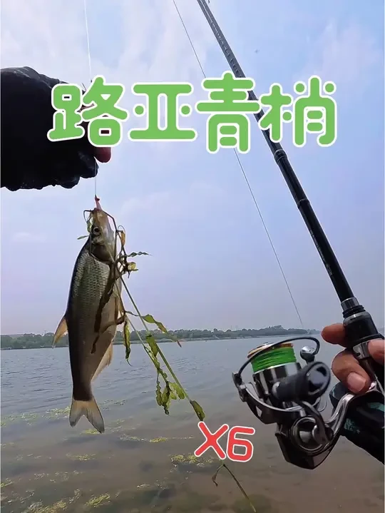 今天带着我的#哈斯达x6纺车轮 出来遛遛，#哈斯达 新出的800型号的#微物纺车轮 ，出来的时间不对，刚好卡在中午口不太好的时候