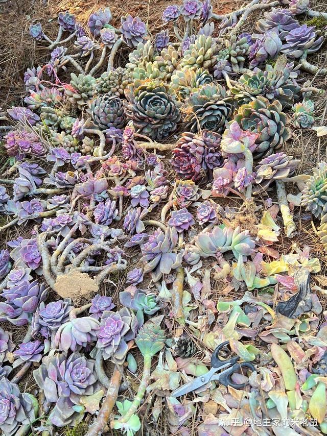你会在家里种很多花花草草嘛？