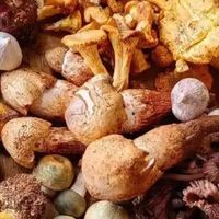 深山珍馐：野生食用菌的味觉传奇
