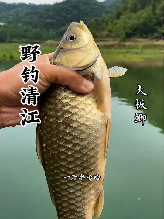 班有什么好上的,两斤的大板鲫咬人了! #钓鱼 #一味春钓季 春钓滩,都是大板鲫!
装备介绍
鱼杆:一味经典三代6.3米
线组:1.5+0.8
浮漂:2.2克
鱼钩:5号金袖
饵料:昆虫元素+钢弹2号