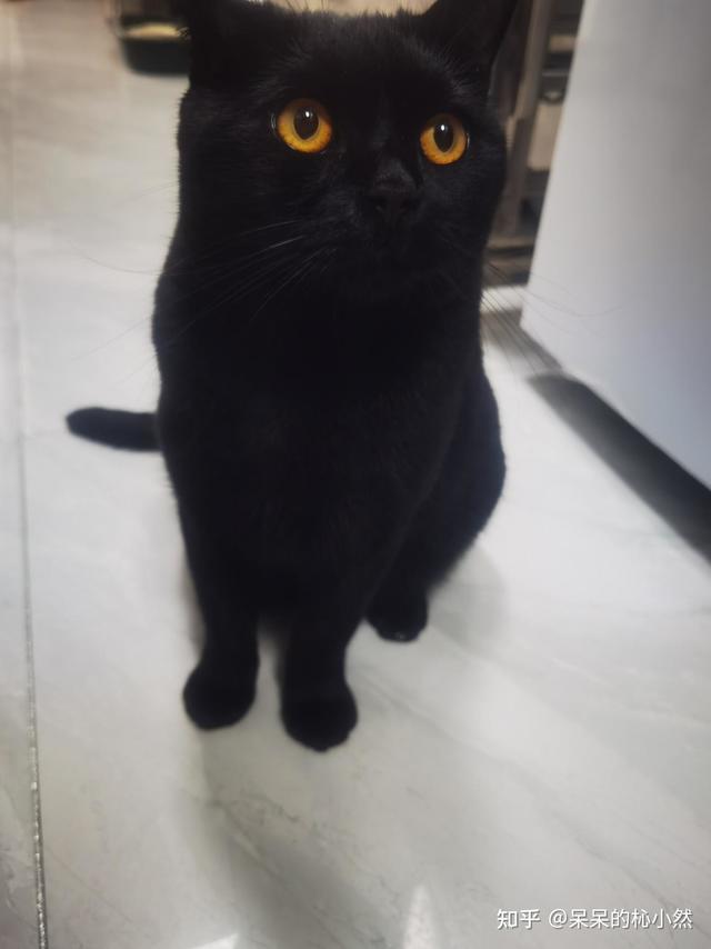 大家会给猫猫买什么好吃的零食呀？