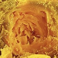 贝贝南瓜品质测评报告