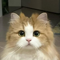 猫粮怎么选？看这篇就够了！