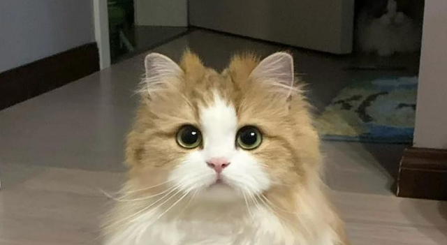 猫粮怎么选？看这篇就够了！