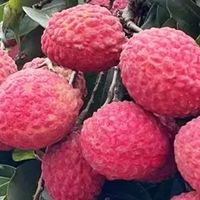 荔枝中的爱马仕-仙进奉