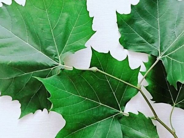 【三径庐往事漫笔】 军用雨衣的故事