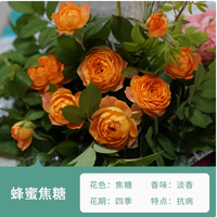 绿枝茵旗舰店：蔷薇花苗藤本月季特大花树——绽放庭院的梦幻之选