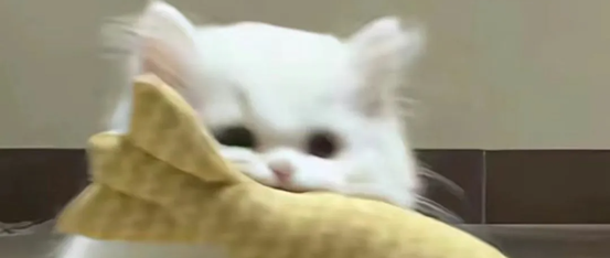 安全又健康的猫粮如何挑选？分享十大放心猫粮国产名单