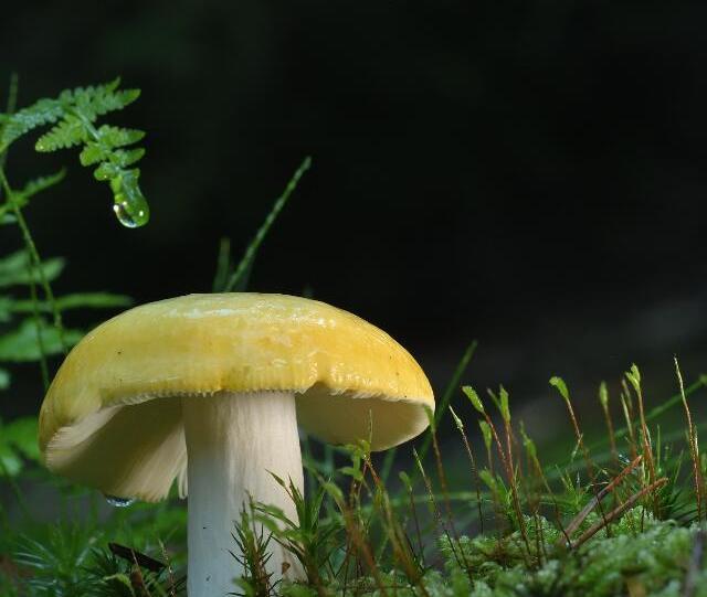 你见过这种光宗耀祖的软件吗