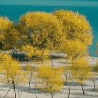 探索Beryl’s跳跳糖巧克力的秘密
