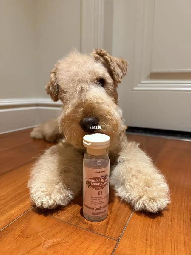 什么狗狗可以用梗犬专用沐浴露🤔