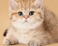 金渐层猫粮推荐，2025猫粮什么牌子最好用最安全可靠