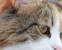 什么牌子的猫粮好?2025天然猫粮排行榜,这五款闭眼入!
