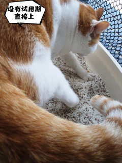 穷鬼铲屎官用上京东京造云朵木薯猫砂，是真的好用，但有点贵
