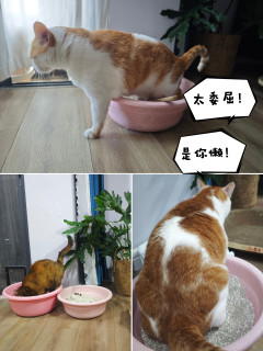 穷鬼铲屎官用上京东京造云朵木薯猫砂，是真的好用，但有点贵