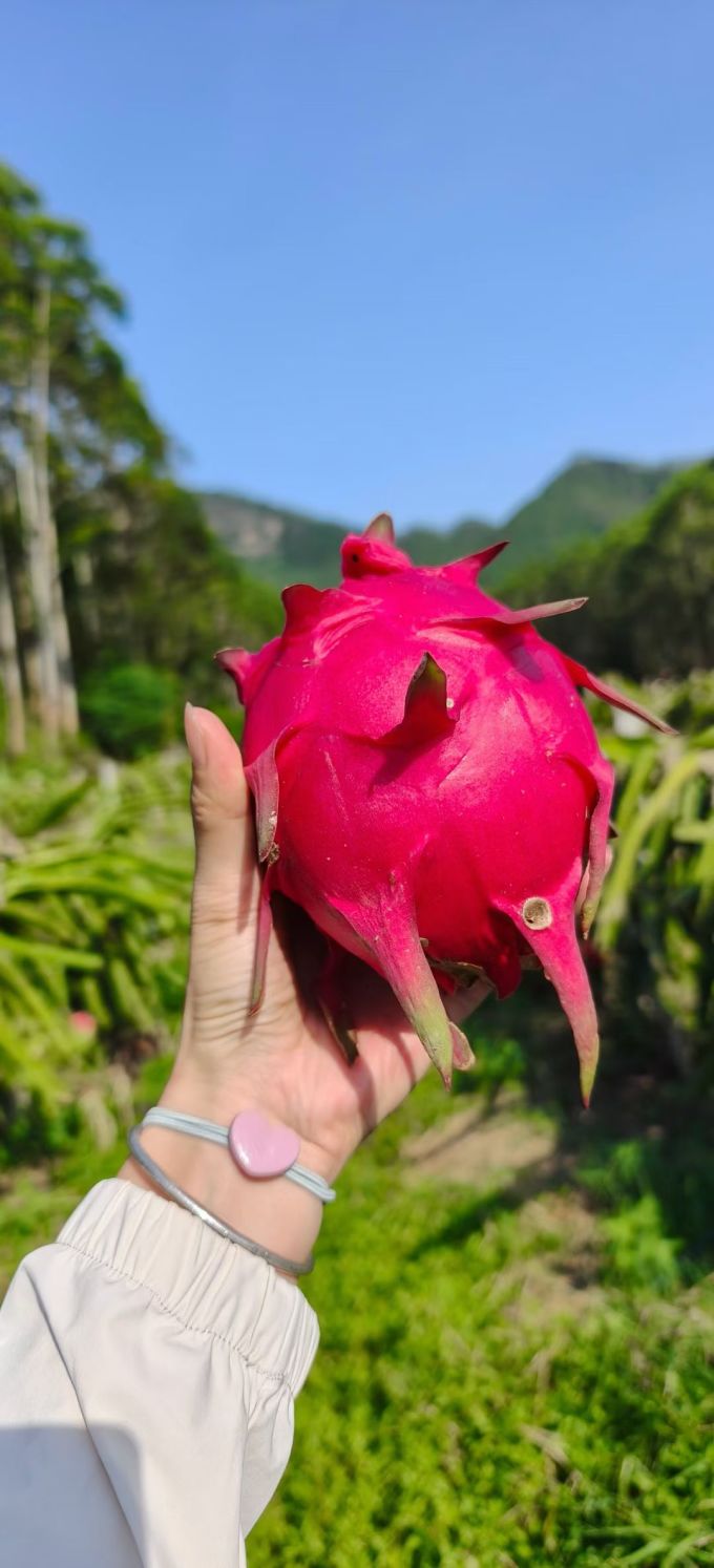 京鲜生火龙果
