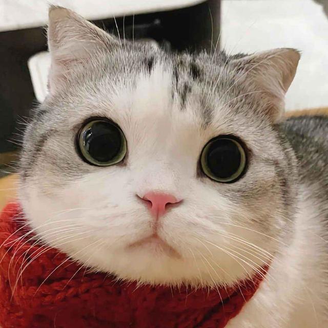 2025 猫粮新选择，一口吃出亮泽 “毛” 感