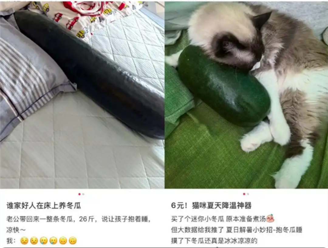 抱冬瓜睡觉突然走红 医生紧急提醒:阳虚体质人群慎用
