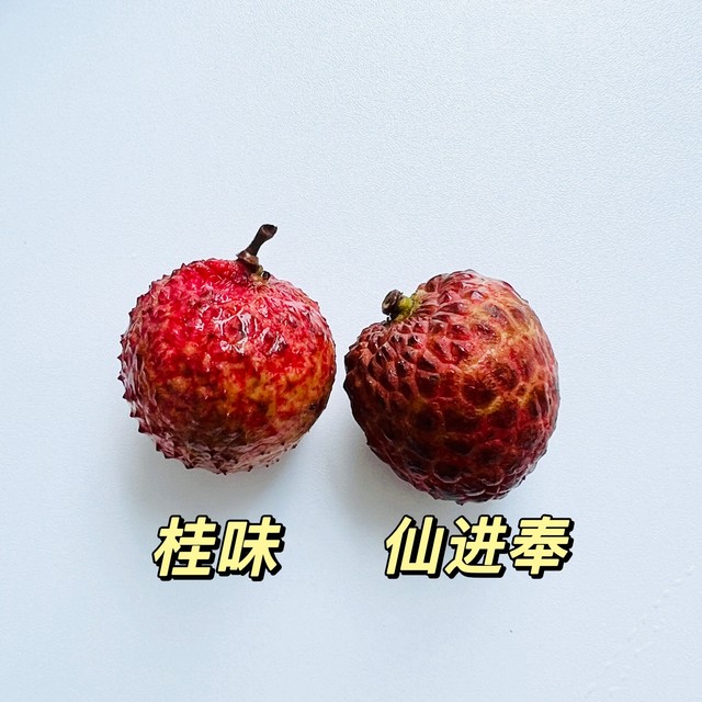 两广值友嘴真严，仙进奉竟然比桂味还好吃 