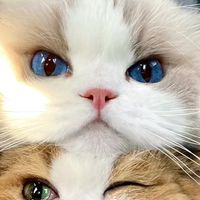 猫咪日常小贴士