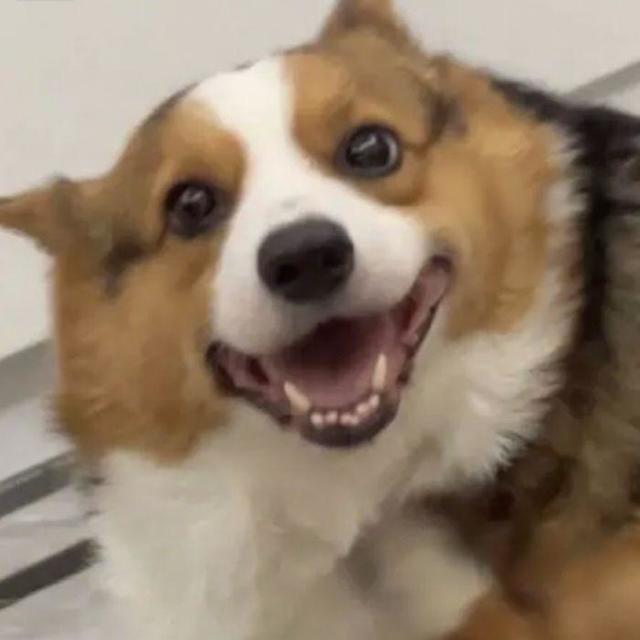 2025 狗粮优选：让爱犬被毛柔顺亮泽，摸出健康好状态
